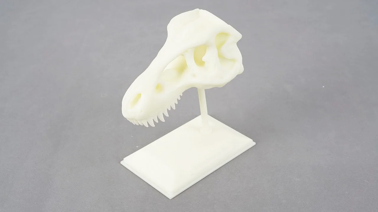 Dinasaur Skull Model